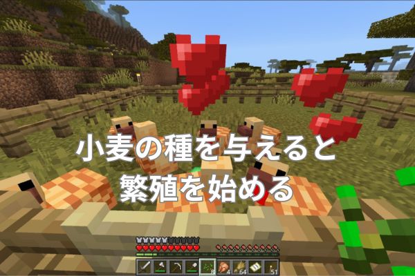 小麦の種を与えると繁殖を始めるニワトリ