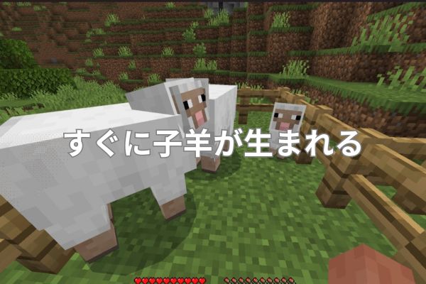 すぐに子羊が生まれる