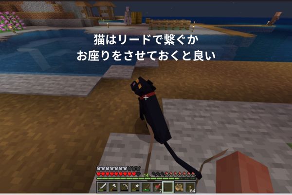 猫はリードで繋ぐかお座りさせておくと良い