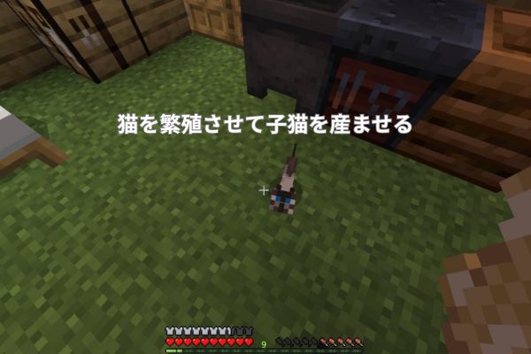 猫を繁殖させて子猫を産ませる