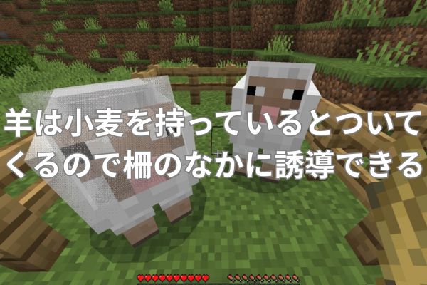 羊は小麦を持っているとついてくる