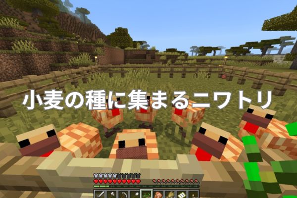 小麦の種に集まるニワトリ