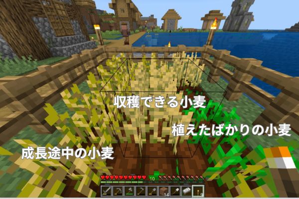 収穫できる小麦の見分け方