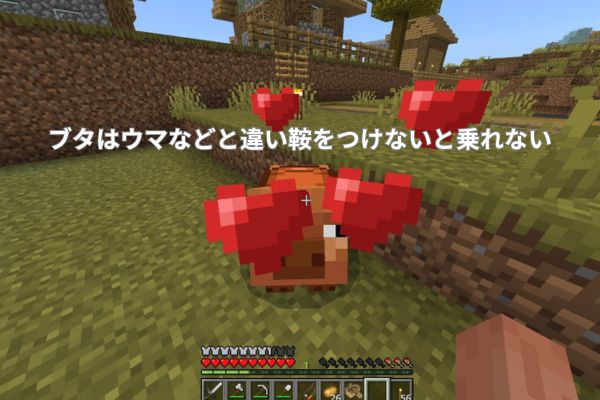 ブタは鞍をつけないと乗れない