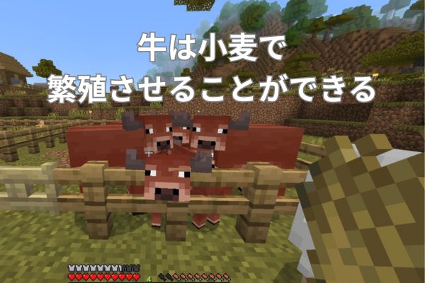 牛は小麦で繁殖させることができる