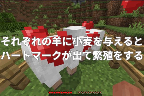 羊に小麦を与えると繁殖を始める