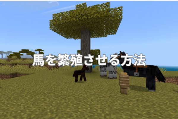 馬を繁殖させる方法