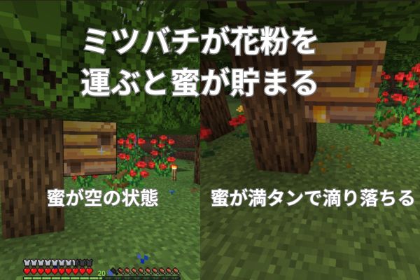 ミツバチが花粉を運ぶと蜜が貯まる