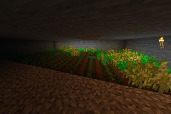 暗い場所では育たない