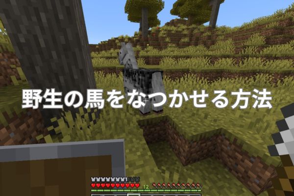 野生の馬をなつかせる方法