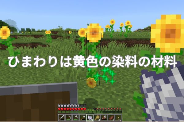 ひまわりは黄色の染料の材料