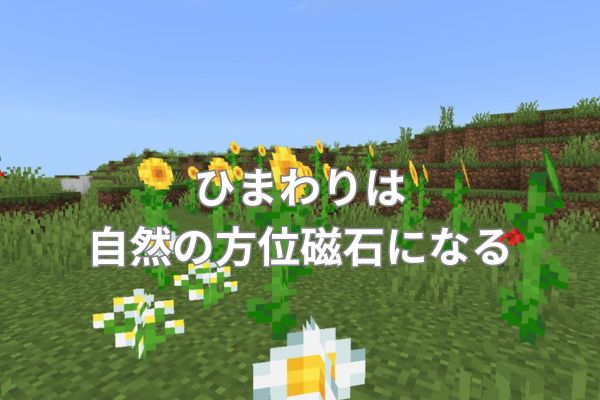 ひまわりは自然の方位磁石になる