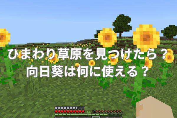 マイクラのひまわり草原を見つけたら？向日葵は何に使える？