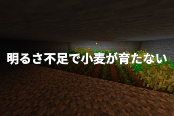 明るさ不足で小麦が育たない