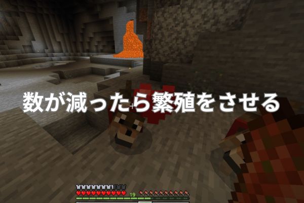 数が減ったら繁殖をさせる