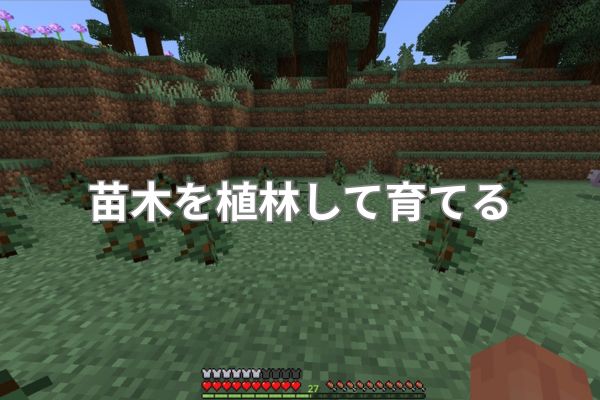 苗木を植林して育てる