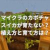 マイクラのカボチャやスイカが育たない？植え方と育て方は？