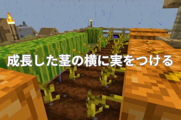 成長した茎の横に実をつける